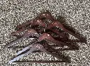 IMG_3299.webp