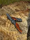 SHixu Folding Pocket Knife